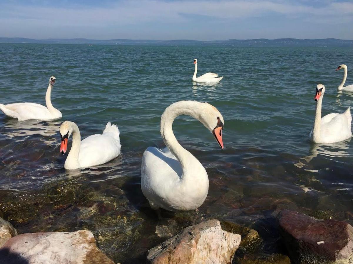 Apartamento Zawia Apartman Balatonföldvár Exterior foto
